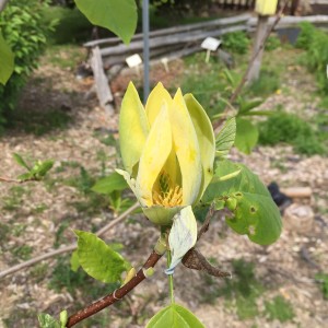 Heritage Native Gardens 