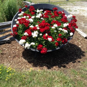 Rendering Pot of Geraniums 