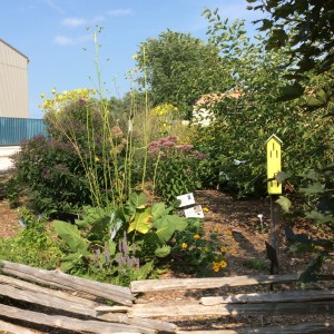 Maidstone Museum Heritage Native Gardens 