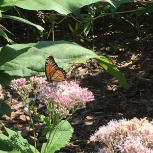 Joe Pye Weed in museum gardens