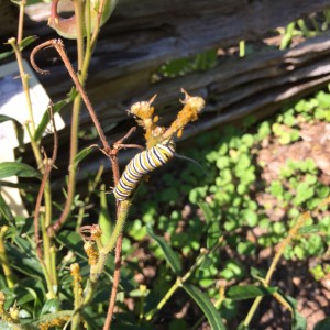 Lunch time for caterpillars 