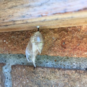 Monarch Metamorphosis 