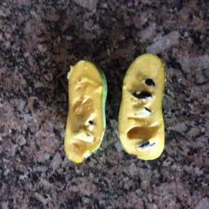 Paw Paw fruit from our trees