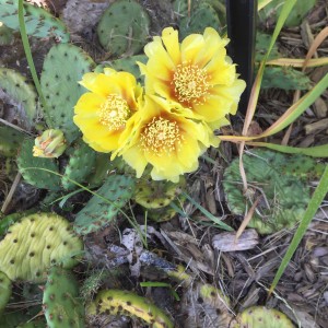Prickly Pear Cactus 