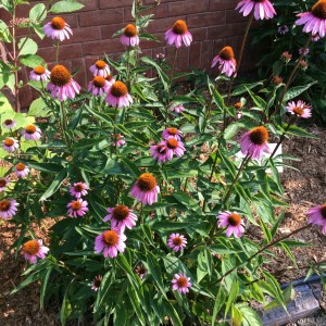 Purple Coneflower