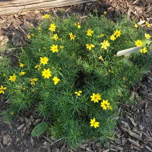 Heritage Native Gardens at museum 