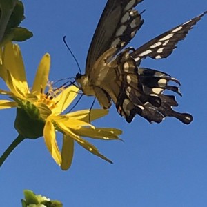 Swallowtail 