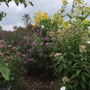 Maidstone Museum Heritage Native Gardens