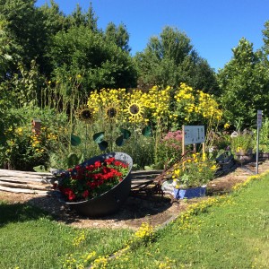 Romeo made Ornamental Sunflowers