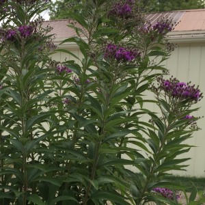 Native Heritage Gardens