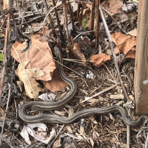 Visitor to the Gardens
